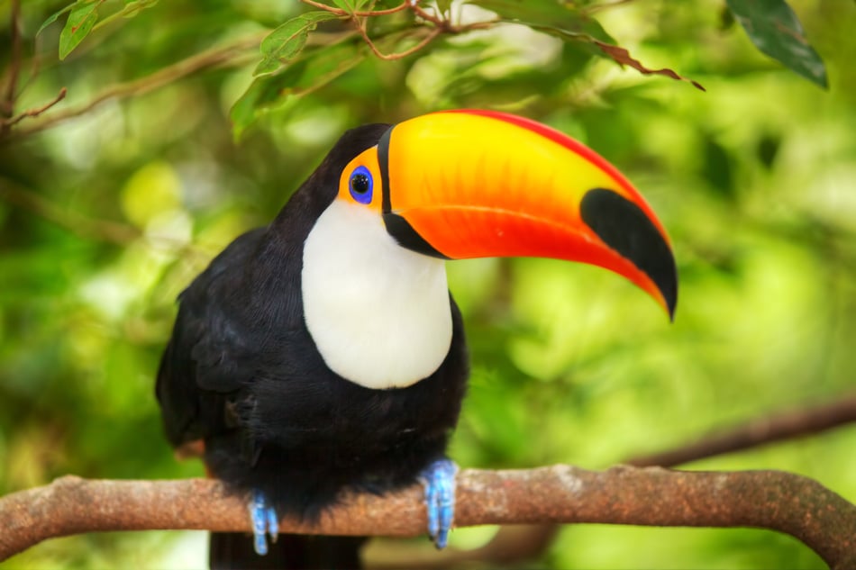 Colorful Tucan In The Aviary