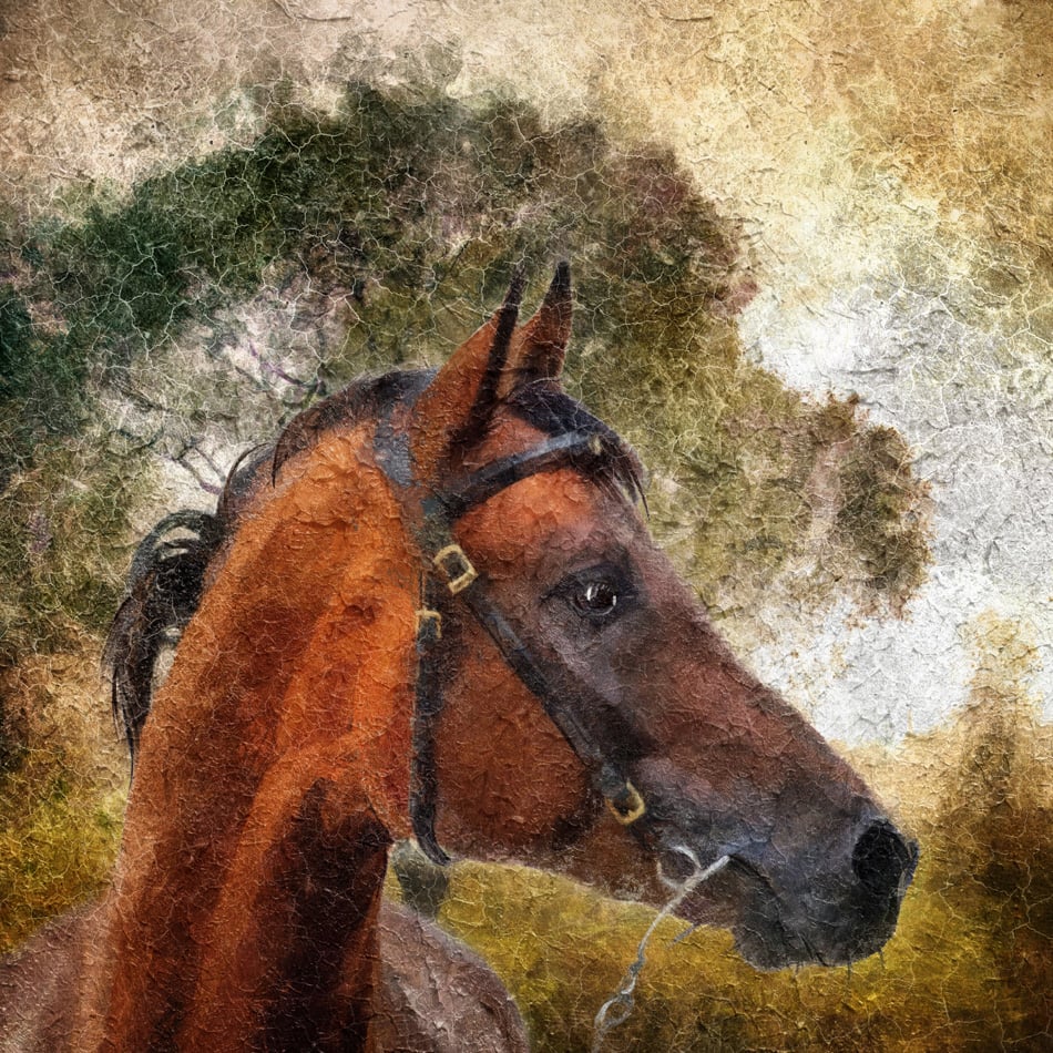 Arabian horse portrait Simulation of old painting style