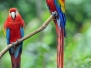 Pair Of Scarlet Macaws - Costa Rica