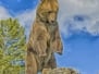 Grizzly bear rearing on Montana ridge