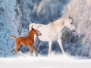 Arabian horse mare and her young colt running through snow