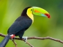 Keel Billed Toucan - From Central America