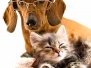Dachshund Dog And Kitten