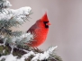 Male Northern Cardinal Sitting In An Evergreen Tree