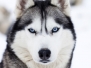 Close Up On Blue Eyes Of Husky