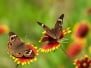 Two Buckeye Butterflies - Junonia Coenia