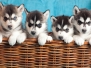 Four Puppies Husky