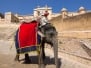 India - The Amber Fort - Elephant Driver