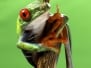 Red Eyed Treefrog - Agalychnis Calydrias