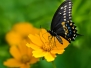 Black Swallowtail Butterfly - Papilio Polyxenes