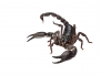 Asian Giant Forest Scorpion - Heterometrus Laoticus