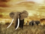 Elephants At Sunset - Walking On The Grass