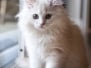 White Long - Haired Pedigree Kitten Inside Waiting