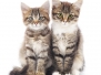 Two Small Siberian Kittens On A White Background -