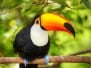 Colorful Tucan In The Aviary