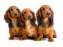 Three Longhair Dachshund Puppies