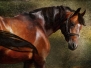 The Thoroughbred classical portrait Simulation