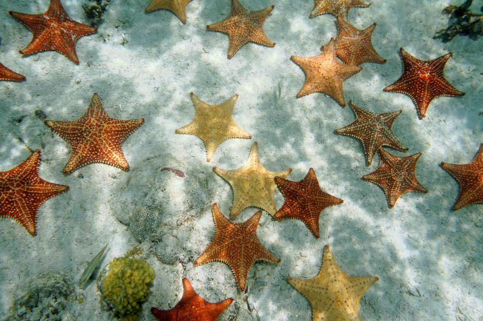 Many Cushion Starfish Underwater On Sandy Ocean Floor