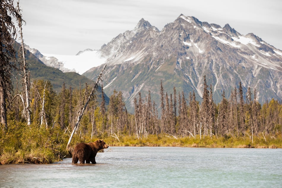 Brown Bear Hunting for Fish Against a Beautiful Alaskan Landscape