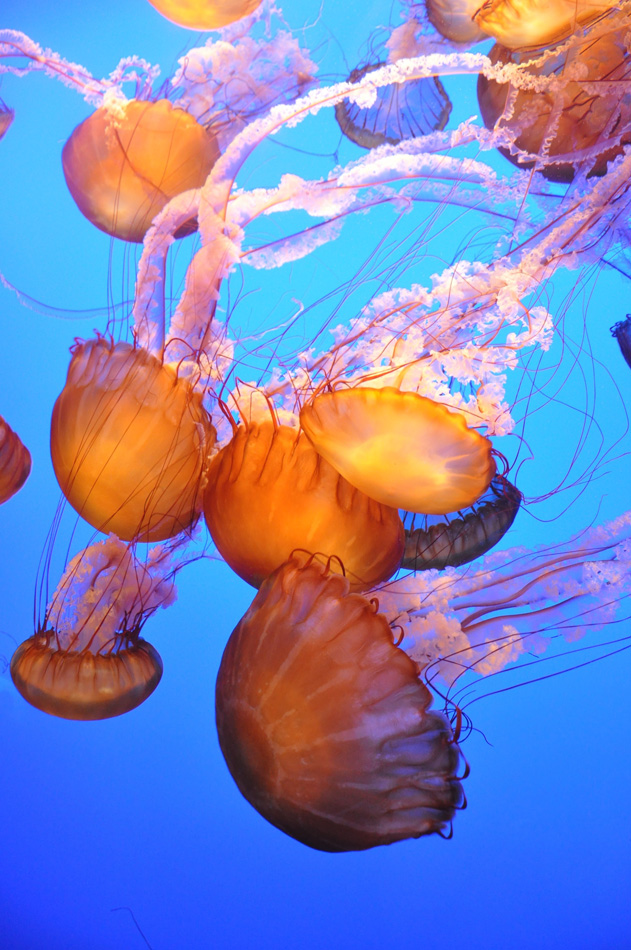 Orange Jellyfish