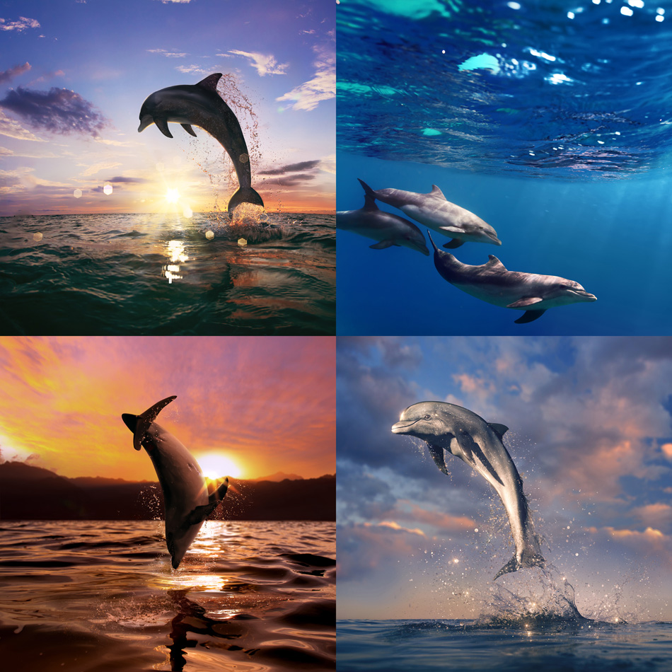 beautiful wild dolphins set