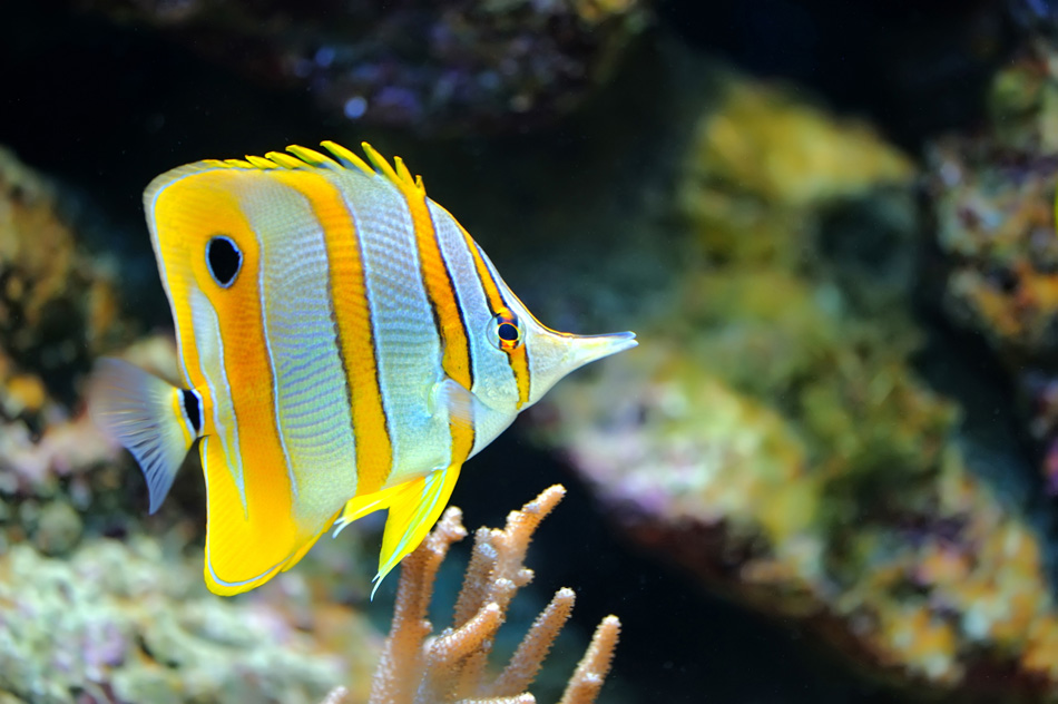 Photo Of A Tropical Fish On A Coral Reef