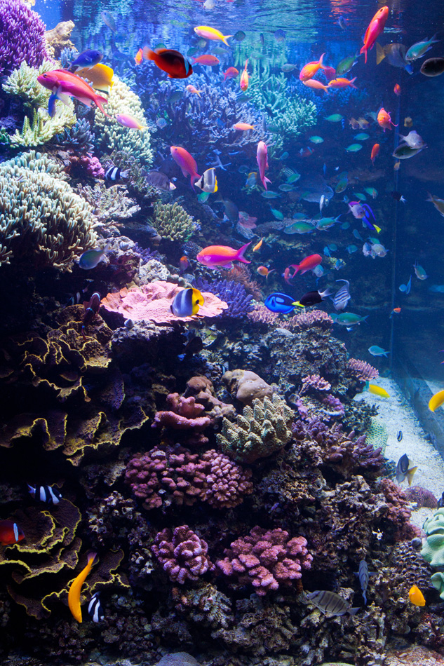 Saltwater Aquarium With Tropical Fish