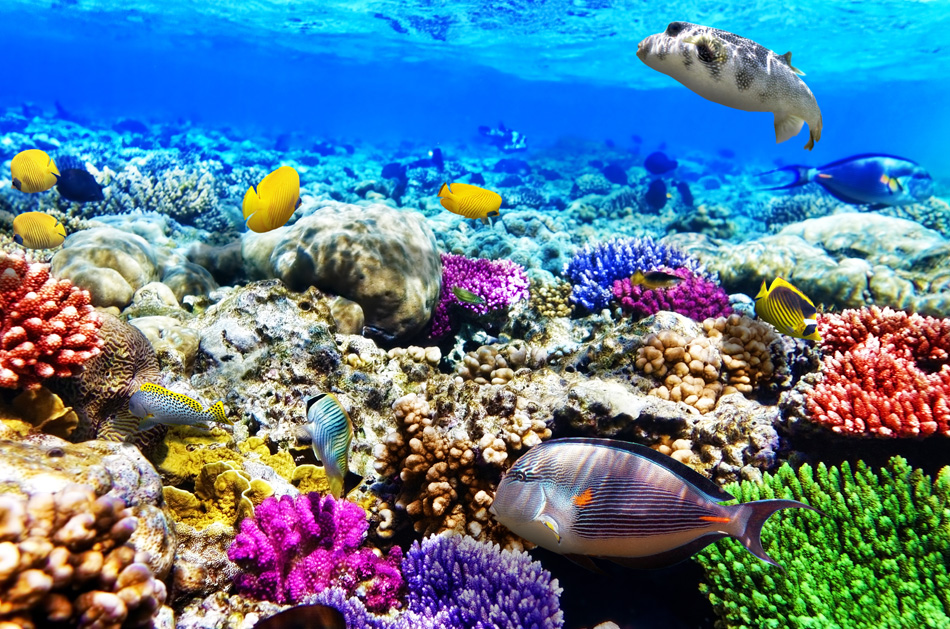 Coral And Fish In The Red Sea - Egypt - Africa