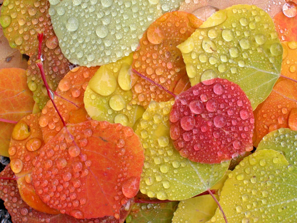 Colorful Aspen Leaves With Raindrops