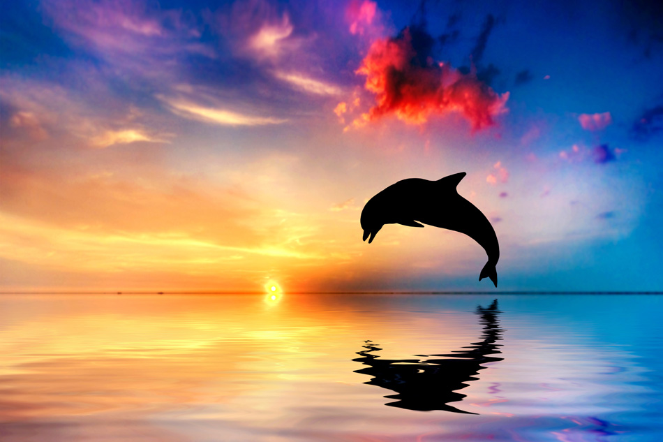 Beautiful Ocean And Sunset - Dolphin Jumping