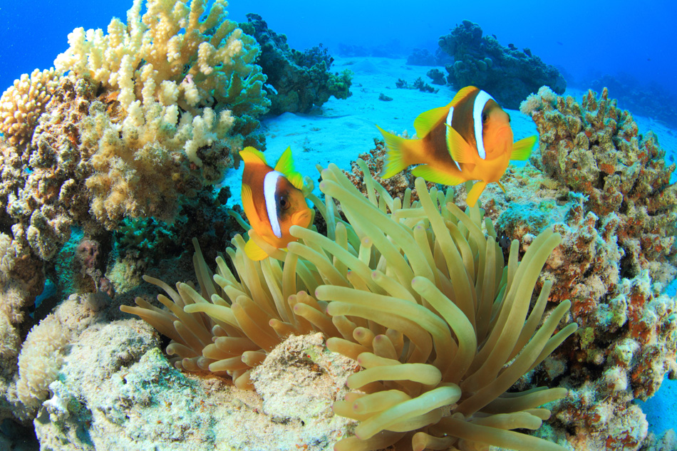 Marine Life In The Red Sea