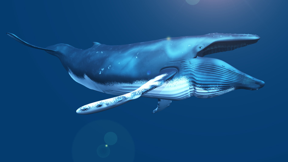 Cgi Blue Whale