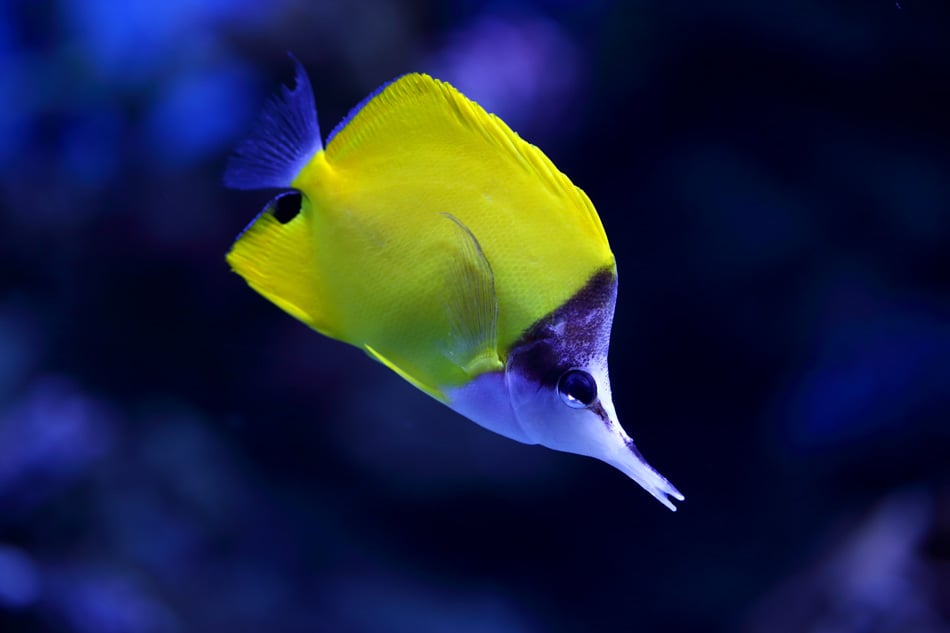 Yellow Tropical Fish Swims In Aquarium