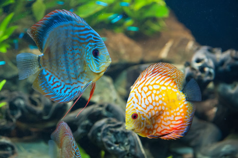 Discus - Exotic Aquarium Fish Close Up