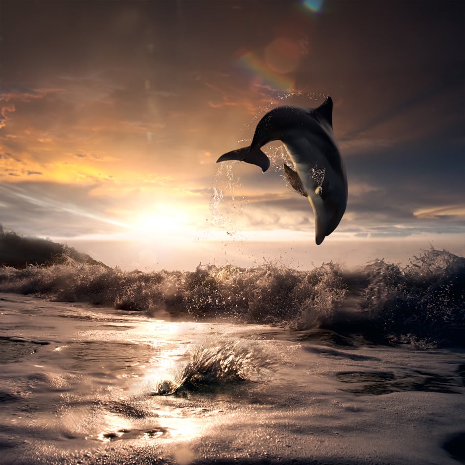 Beautiful Dolphin Jumped From Water At The Sunset Time