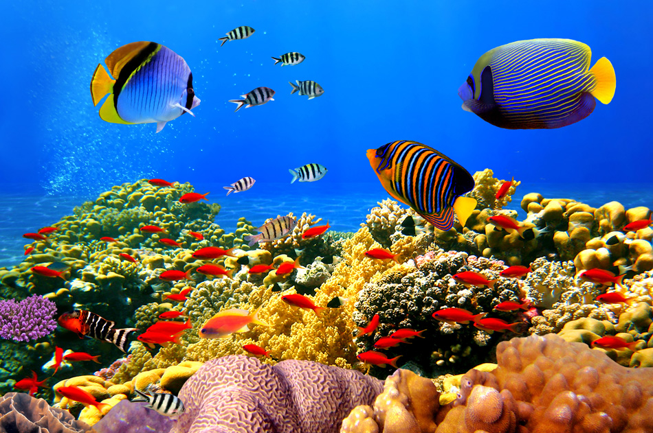Photo of a coral colony on a reef Egypt