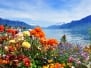 Swiss landscape: flowers mountains and lake