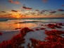 Colorful Early Sunrise Over Beautiful Sea Shore With A Bright Seaweed