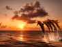 beautiful sunset with dolphins jumping