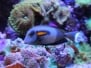 Colorful Aquarium With Fishes