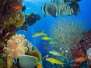 Coral And Fish In The Red Sea - Egypt 2
