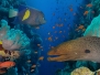 Coral And Fish In The Red Sea - Egypt 3
