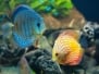 Discus - Exotic Aquarium Fish Close Up