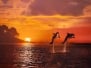 Orange Sunset At The Sea And Two Beautiful Playful Dolphins Jumping Up