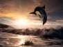 Beautiful Dolphin Jumped From Water At The Sunset Time