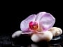 Orchid Flower With Zen Stones On Black Background