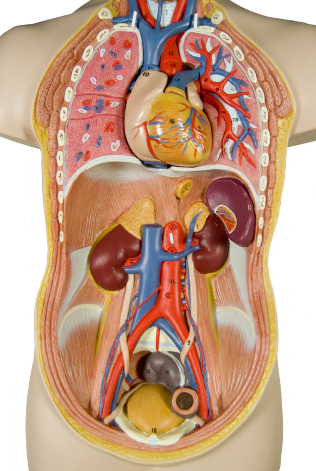 Internal Organs - Human Body