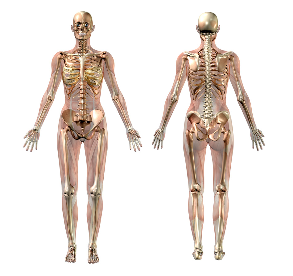 Female Skeleton With Transparent Muscles