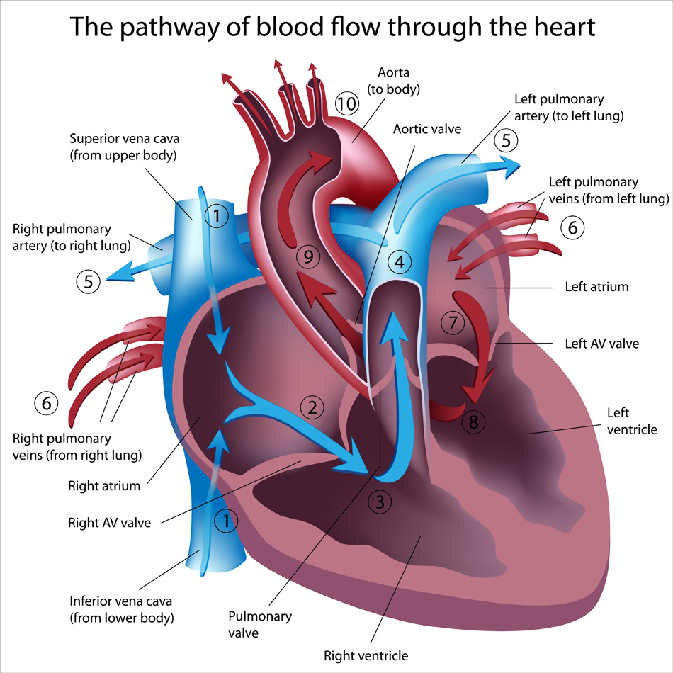 Pathway Of Blood Flow Through The Heart