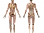 Female Skeleton With Transparent Muscles